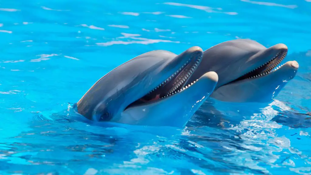 Two dolphins in the water. Source: pexels